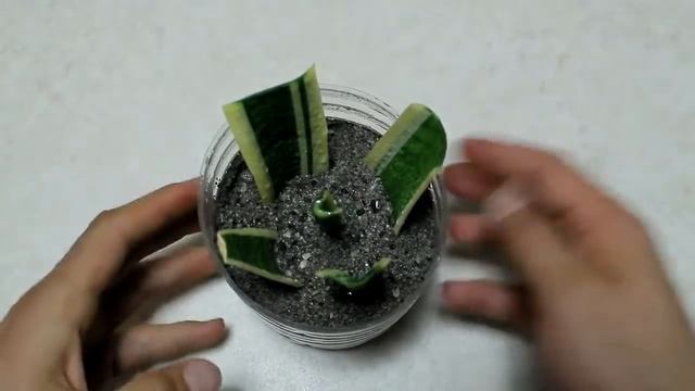 SANSEVERIA, fa a pezzetti una fogliolina e moltiplicala all'infinito, SNAKE PLANT смотреть онлайн