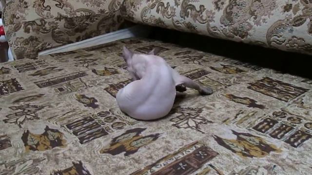 Кошка сфинкс Мишель смотреть онлайн