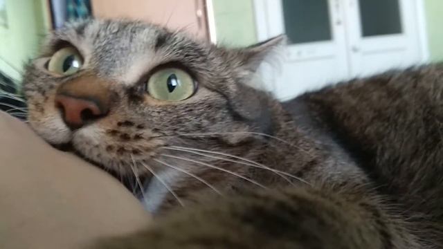 Кошка псих смотреть онлайн