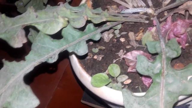 Gerbera daisy propagation through seeds - success смотреть онлайн