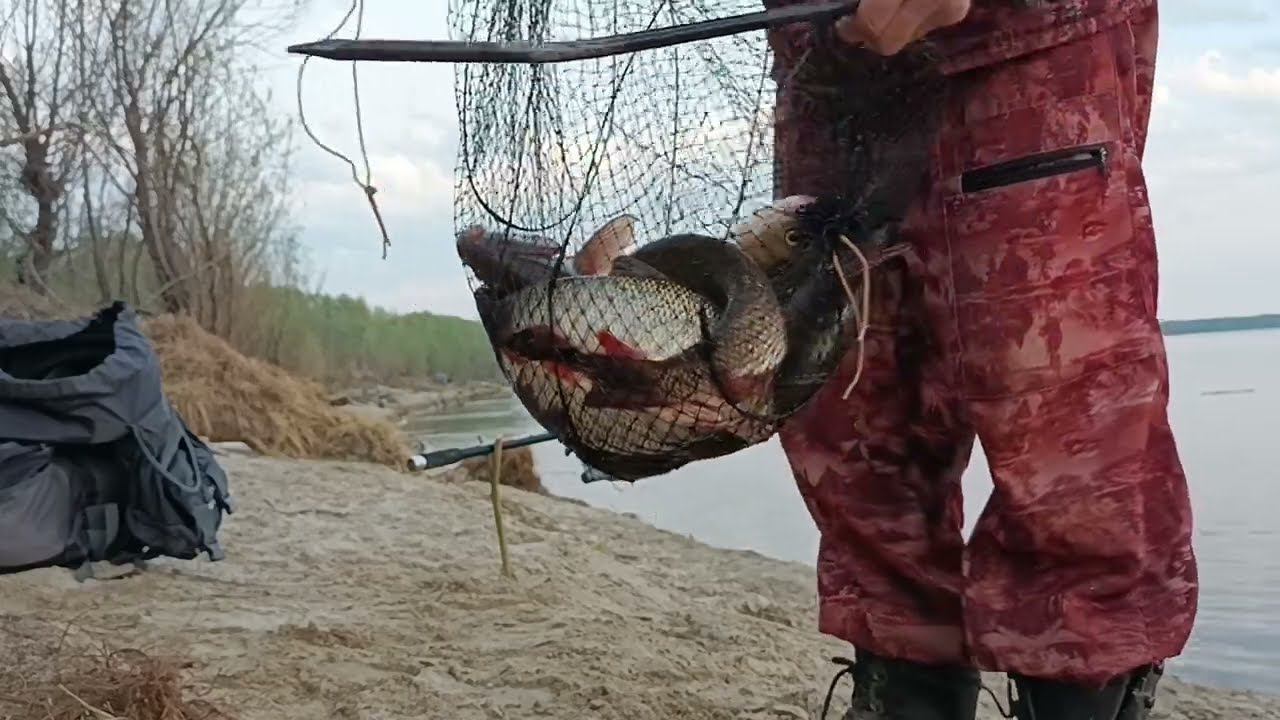 Вечерняя рыбалка. Ловля крупного язя донками на сало. Результат порадовал . смотреть онлайн