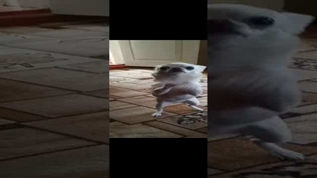 Капа рвется на прогулку! Весна зовёт на улицу! смотреть онлайн