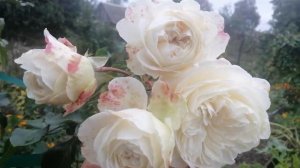 РОЗА ТРАНКВИЛИТИ (Tranquillity). 29 сентября 2021 г.