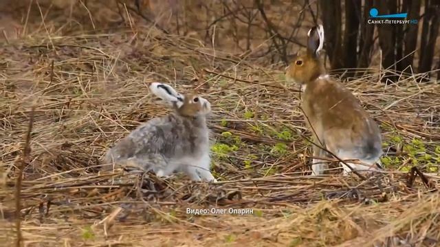 Дикие выходные с Павлом Глазковым. Памятник природы «Петровский пруд» смотреть онлайн