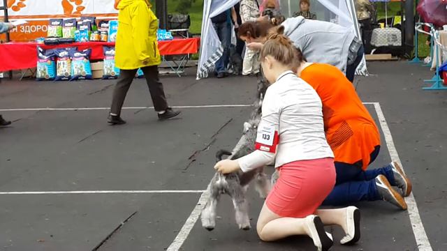 Монопородная выставка цвергшнауцеров(38) смотреть онлайн