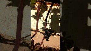 Виноград Прейри Стар нюансы...