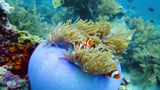 Under Red Sea 4K - Beautiful Coral Reef Fish In Aquarium, Sea Animals For Relaxation - 4K Video #2