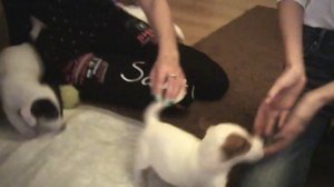 ? Кто такой Локи Бобо ? Говорящая собака ?  Влог - 1 серия