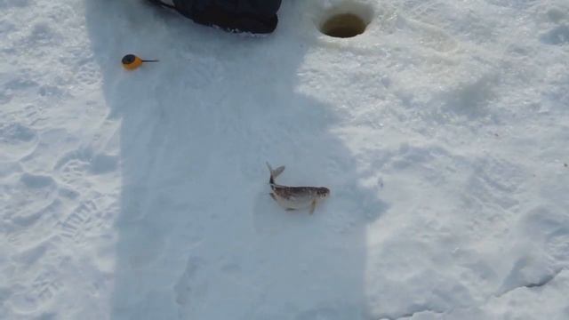 рыбалка Городище 21 03 2018 года смотреть онлайн