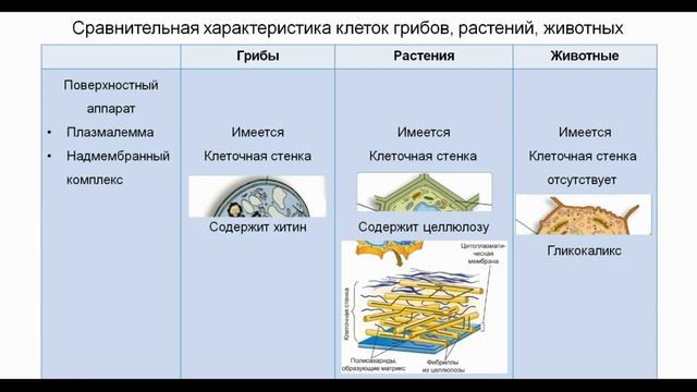 Тема 15. Особенности строения клеток прокариот и эукариот смотреть онлайн
