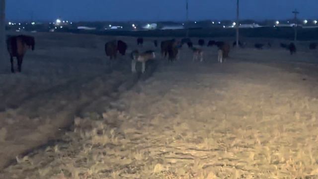 Сегодня лошади в первый раз в этом году паслись допоздна 🐎🌿 смотреть онлайн