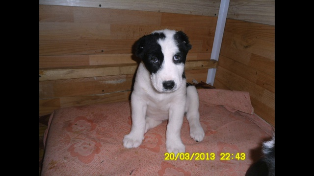 2 месяца щенкам Алабая (САО)