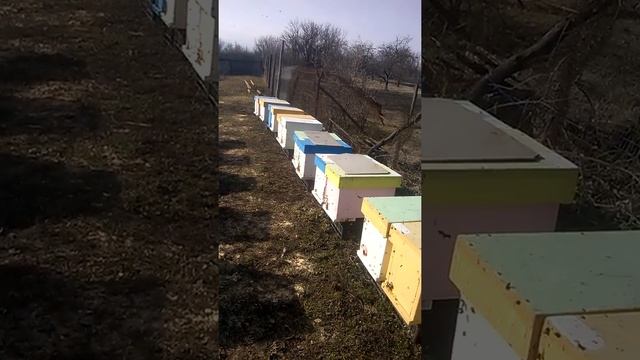 Вся правда о содержании пчел в 6 рамочных ульях смотреть онлайн