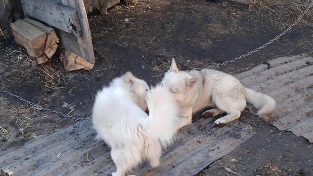 Собаки играют между собой смотреть онлайн