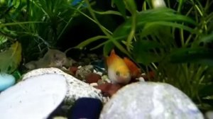 Перед родами , пецилия самка и др.