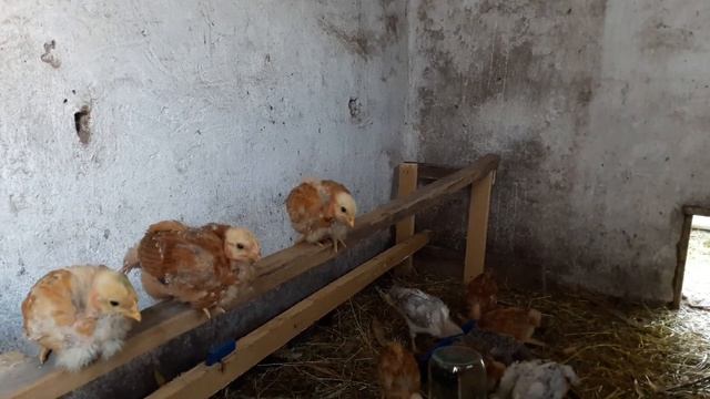 Курятник до и после побелки смотреть онлайн