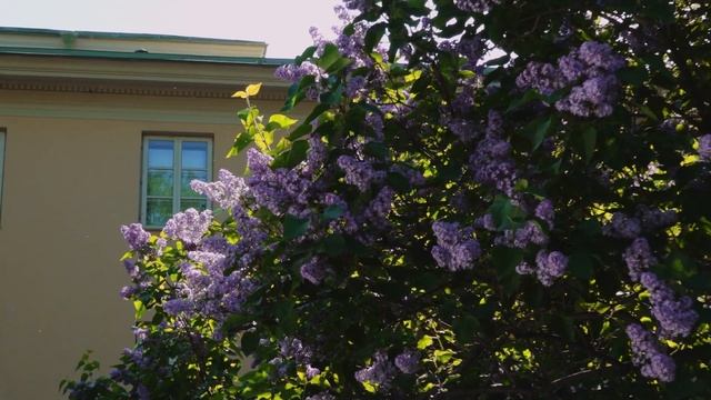 Поздравление Е.А. Богатырёва, директора ГМП, с Международным днем музеев смотреть онлайн