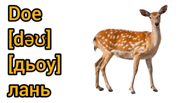 How to Pronounce doe in English смотреть онлайн
