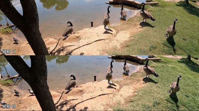 GoPro Hero 11 Vs Hero 10