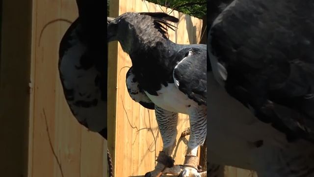 ONE OF THE WORLD'S LARGEST EAGLES !! The Great Harpy Eagle up close and personal! смотреть онлайн