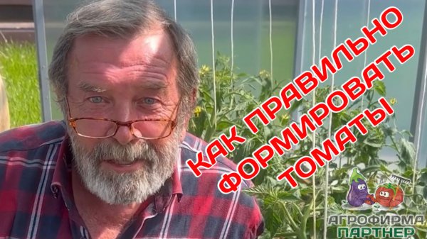 Как формировать томаты?