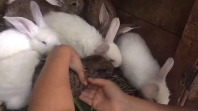 Маленькие пушистые кролики. Animals funny. смотреть онлайн