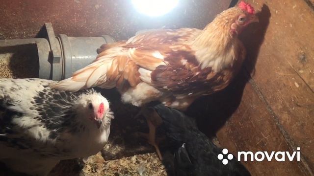 Идём собирать яйцо, небольшие перемены на хозяйстве.Курочки Эггерс