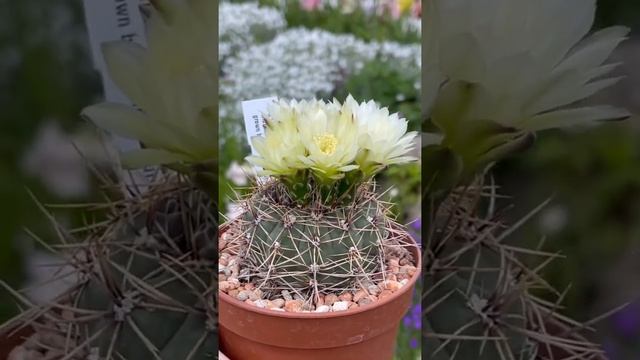Gymnocalycium Andreae v. Grandiflorum cactus plant from flower buds to blooms | #shorts смотреть онлайн