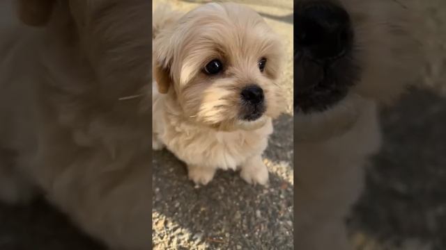 Щенки мальтипу #maltipoo #мальтипу смотреть онлайн