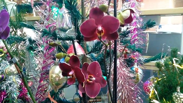 Фаленопсис Ред Пионер - ещё не красный, но прекрасный смотреть онлайн