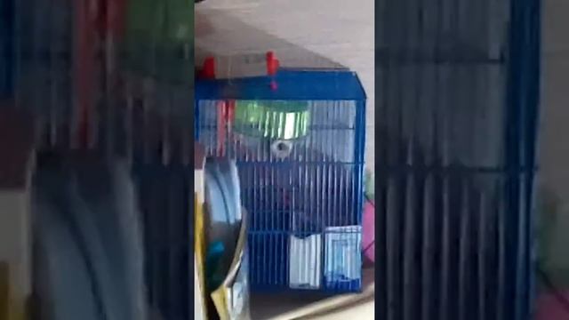 Как выпросить хомяка смотреть онлайн