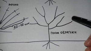 Обрезка абрикоса. 2 год после посадки. Формировка в виде чаши.