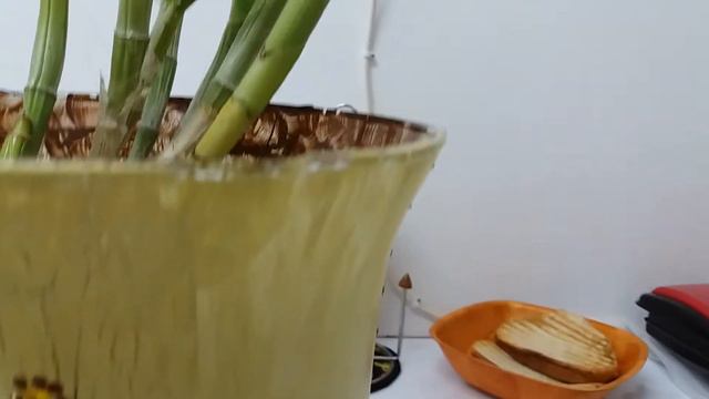 Мои орхидеи дружно пьют водичку смотреть онлайн