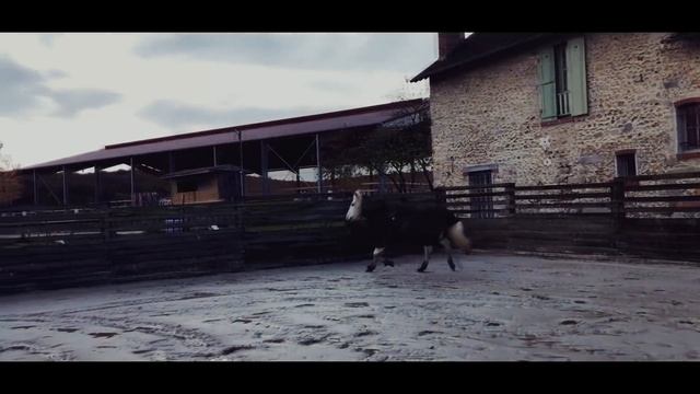 SANTÉ ► LE CANCER DE MON CHEVAL ?? смотреть онлайн