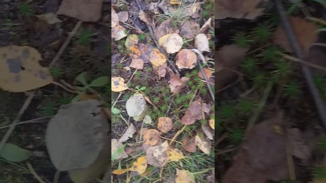 Грибы на участке. смотреть онлайн