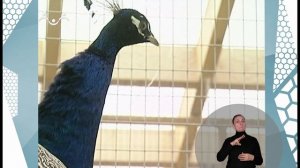 По секрету всему свету. Птичий двор. 2-я Часть (сурдоперевод)