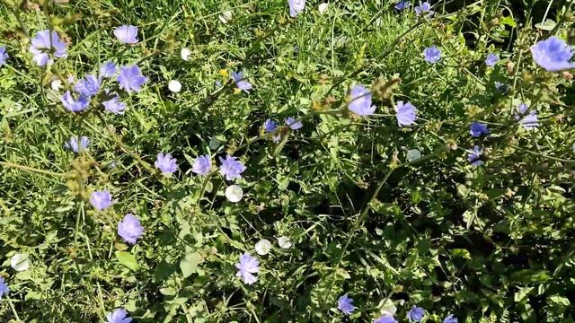 Как цветет цикорий. Показываю голубые полевые цветы у дороги, которые сейчас вовсю цветут на Кубани смотреть онлайн