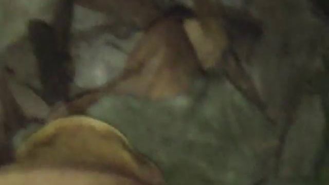 9/9/09 Dinodon rufozonatum смотреть онлайн