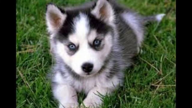 Сказка про щенка | сказки на ночь смотреть онлайн