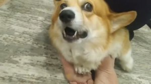 Вельш корги  и Стрижка когтей  ?