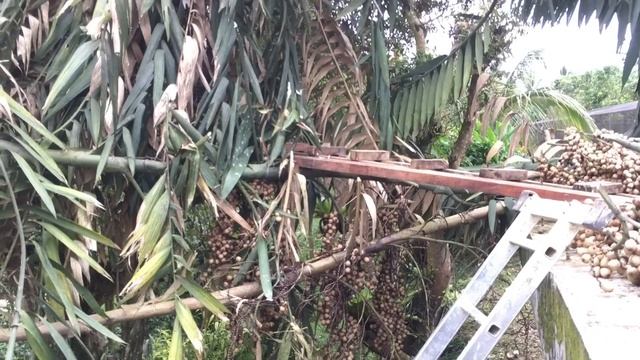Farm Life : 01 Harvesting Rattan Fruit смотреть онлайн