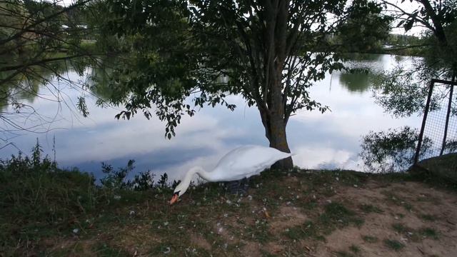 Парк птиц, д. Воробьи Калужская обл. смотреть онлайн