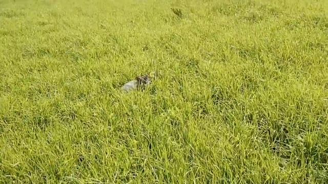 ОБРЕЗАЛА МАЛИНУ.ПРИВЕЗЛИ ОКНА. смотреть онлайн