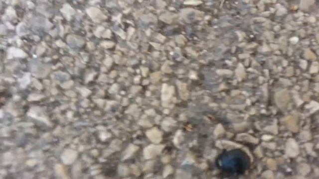 Маленький жучок. 8.4.2015. смотреть онлайн