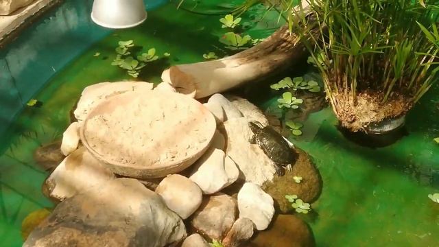 Ботанический сад. Оранжерея. Саласпилс смотреть онлайн