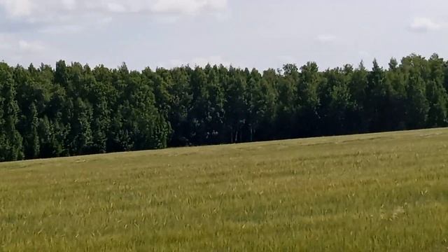 По дороге на дачу. Природа родного края. смотреть онлайн