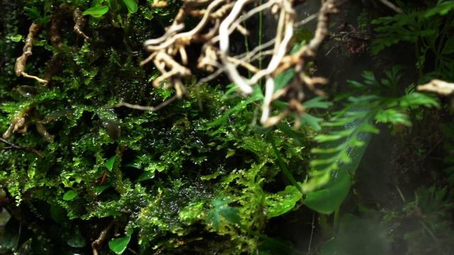 DOOA Neo Glass Terra - Paludarium with Waterfall смотреть онлайн