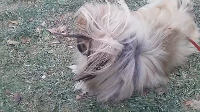 А мы гуляем. А я хочу шиншилу себе. смотреть онлайн