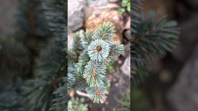 ЕЛЬ СИТХИНСКАЯ “SILBERZWERG” НА ШТАМБЕ смотреть онлайн