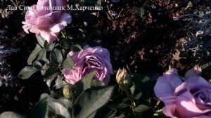 ✿➽ Новые розы из питомника Марии Харченко (посадка осень 2022)